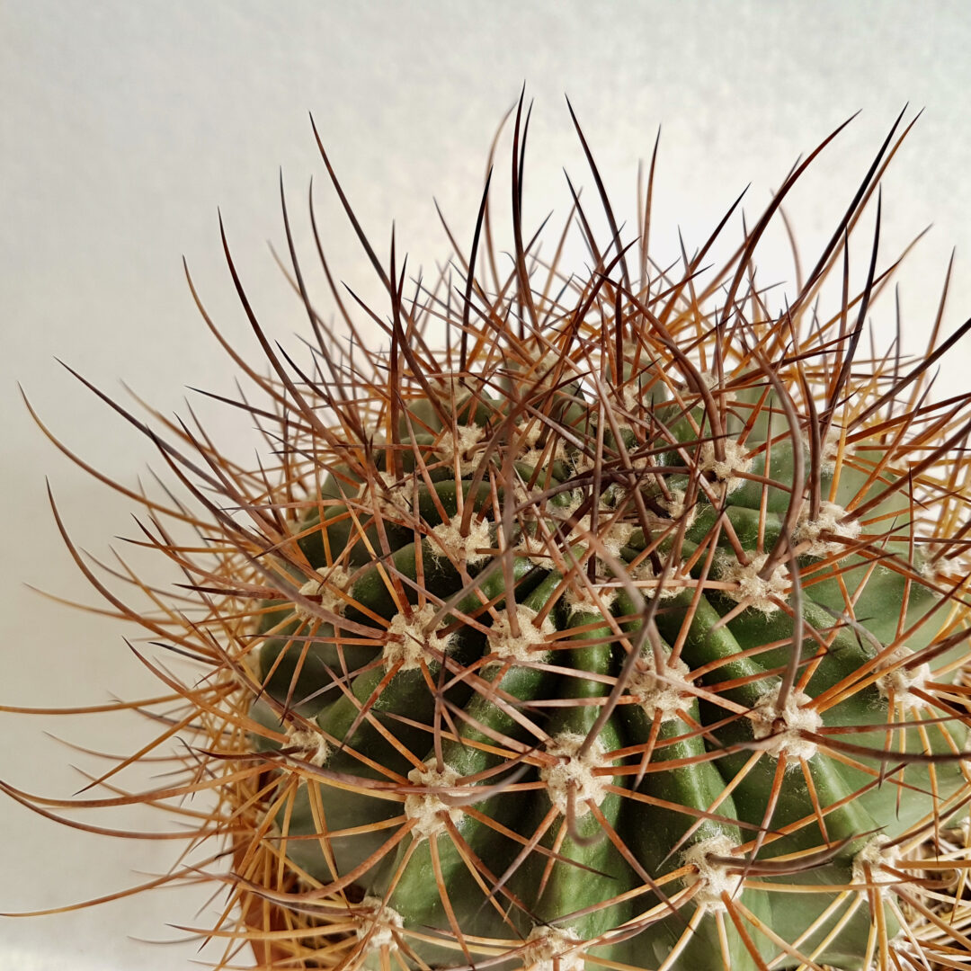 Echinopsis ferox (Lobivia ferox) pot Ø 16