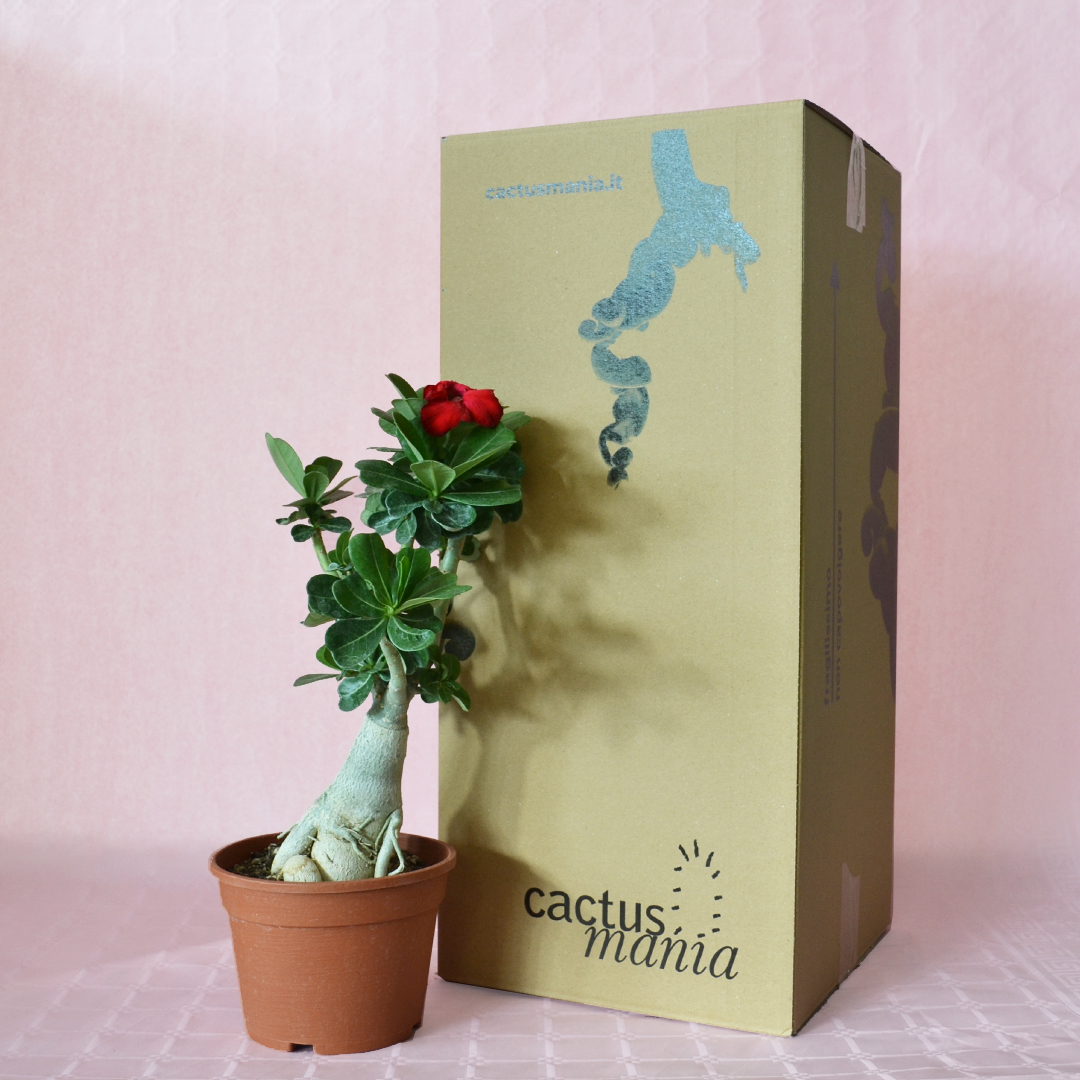 Adenium obesum  Achat & Guide d'Entretien - Fleuriste Binette et