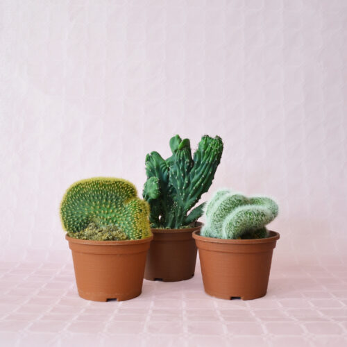 Collection 3 plantes f. cristata pot Ø 14 | Boutique CactusMania