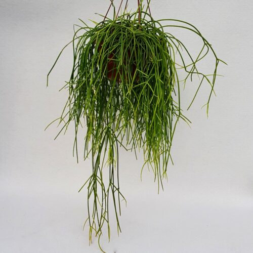 Rhipsalis baccifera shaferi pot Ø 20