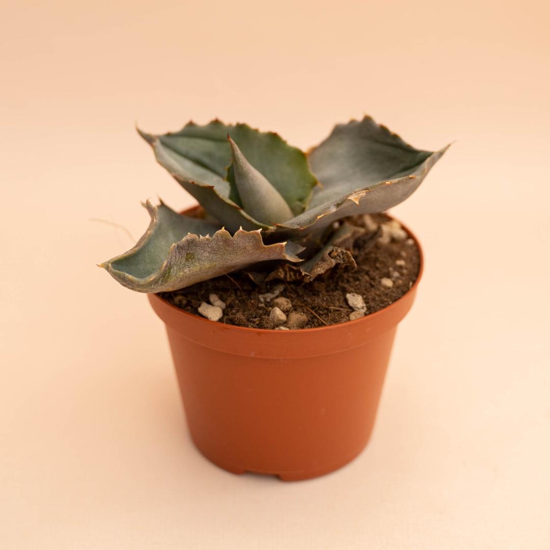 Agave marmorata Papilio Platanoides 1096F | CactusMania