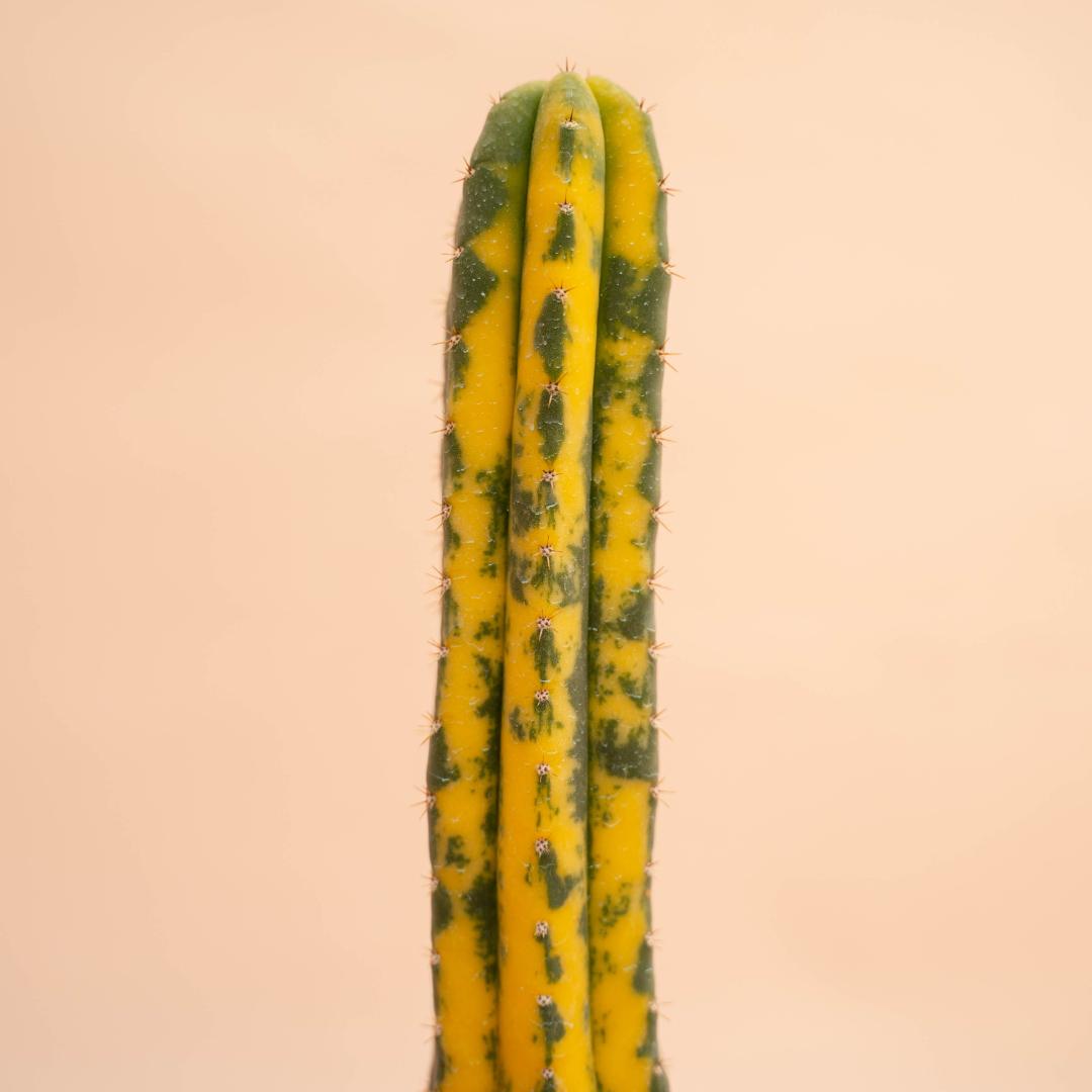 Trichocereus pachanoi variegato 1078F | CactusMania