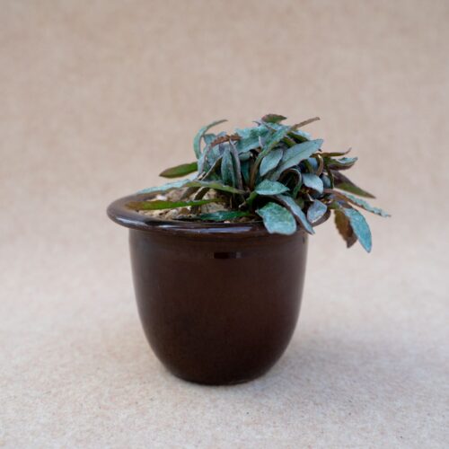 Euphorbia francoisii pot en céramique