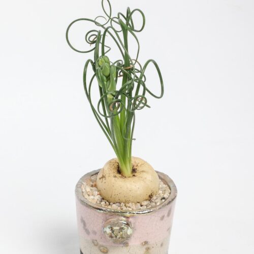 Albuca spiralis ManeRaku 218