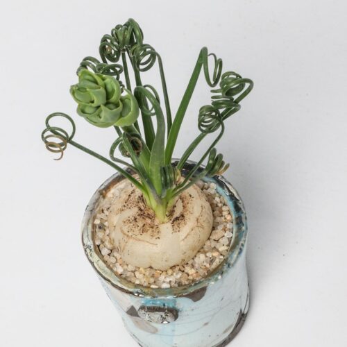 Albuca spiralis ManeRaku 265