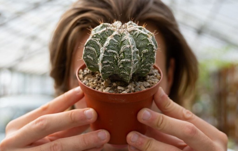 10 plantes grasses rares à ne surtout pas manquer ! - Cactusmania